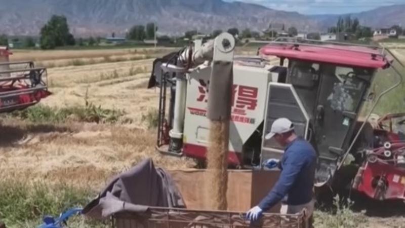云南保山端午“赶花街”：花香药香 氤氲满城