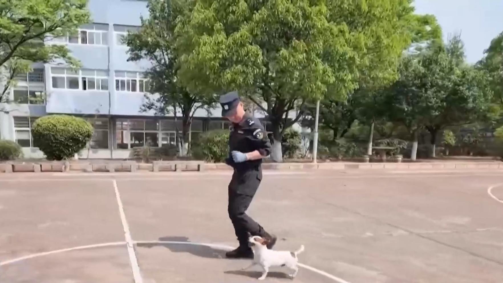 文章模仿向佐动作
